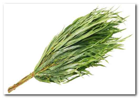 Эвкалиптовый и прочие банные веники Эвкалиптовый и прочие банные веники